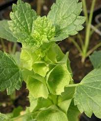 Moluccella Laevis Plant Seeds
