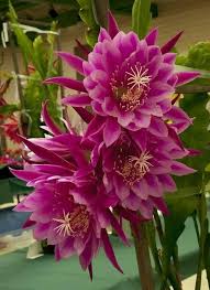 Queen of The Night  Flower Seeds