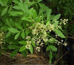 Terebinthifolius Herb Seeds