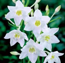 Lilies flower seeds