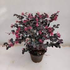 Fringe Flower Seeds