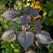 Shiso Herb Seeds