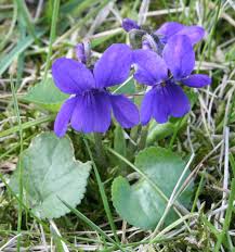 Viola Odorata flower seeds