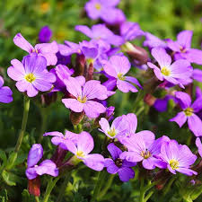 Rock Cress flower seeds