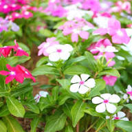 Periwinkle flower  seeds