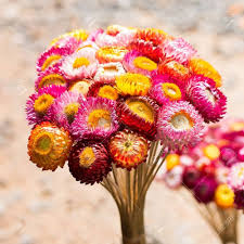 Strawflower seeds
