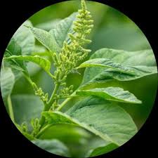 Amaranth seeds