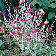 Rose Campion flower seeds