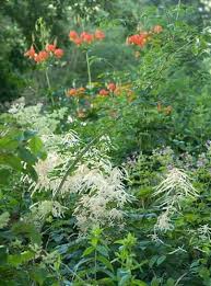 Aethusifolius Dioicus Plant Seeds