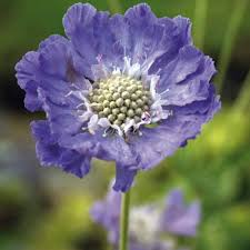 Scabiosa flower seeds