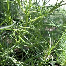 Saltwort Seeds