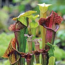 Pitcher Plant seeds
