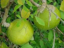 Bael Fruit seeds