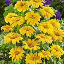 Mexican Sunflower Seeds