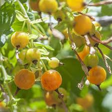 currant Fruit seeds