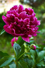 Peony flower seeds