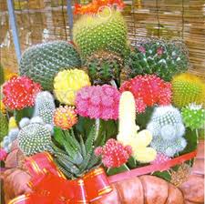 Cactus Flower Seeds