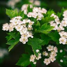 Hawthorn Flower Seeds