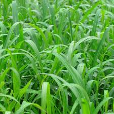Buffalo Grass seeds