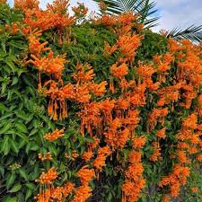 Trumpet Creeper flower seeds