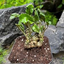 Dorstenia Foetida herb seeds