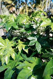  Fatsia Aralia Herb Seeds