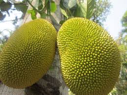 jackfruit seeds