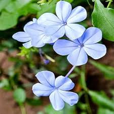 Plumbago flower seeds