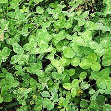 Leaf Clover Plant Seeds