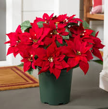 Poinsettias flower seeds