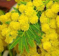 Wattle flower seeds