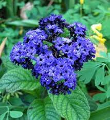 Heliotrope Flower Seeds