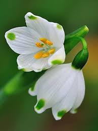 Snowdrop flower seeds