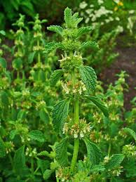 Vulgare Plant Seeds
