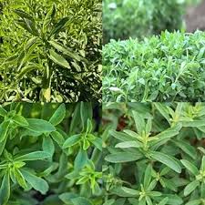 Stevia Plant Seeds