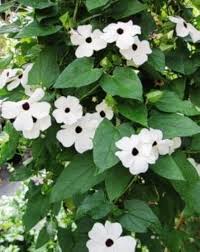 Thunbergia Alata flower seeds