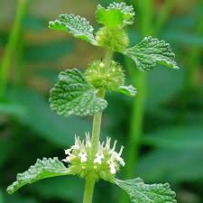 Marrubium Vulgare Plant Seeds