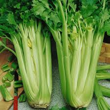 Apium Graveolens Celery Seeds
