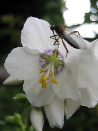 Jacob's Ladder flowers