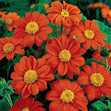 Tithonia flower seeds