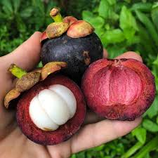Mangosteen Fruit Seeds