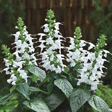 Sage flower seeds