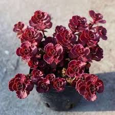 Spurium Coccineum Seeds