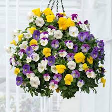 Viola Tricolor flower seeds