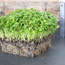Leisure Splits Cilantro Seeds