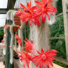 Hildewintera Flower Seeds
