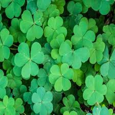 Four Leaf Clover Herb Seeds