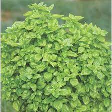 Mint Plant Seeds