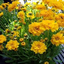 Tickseed seeds