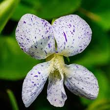 Viola flower seeds